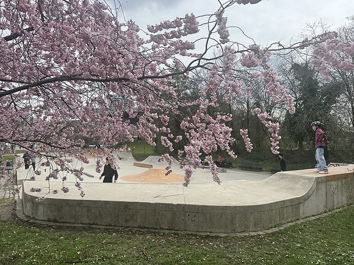Kirschblüten 2025  im Olympiapark  (Foto: Martin Schmitz)